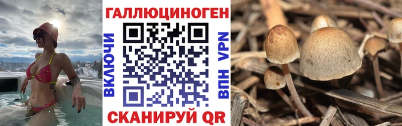 Псилоцибиновые грибы мухоморы  где найти   блэк спрут рабочий сайт  Болохово 